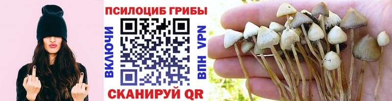 Галлюциногенные грибы Cubensis  Купить закладки  Мосальск 